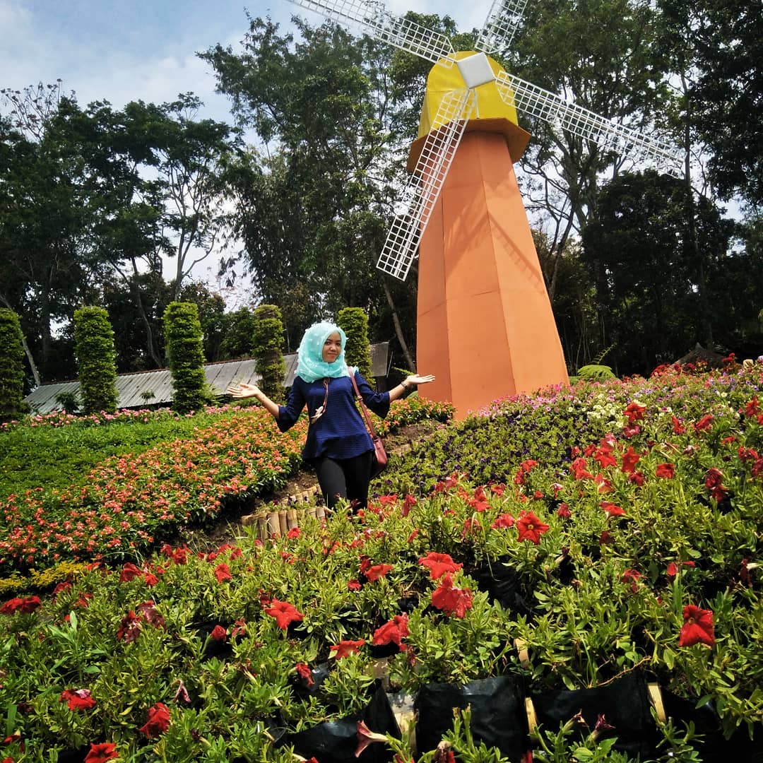 28 Kumpulan Desain Taman Celosia Istimewa Banget