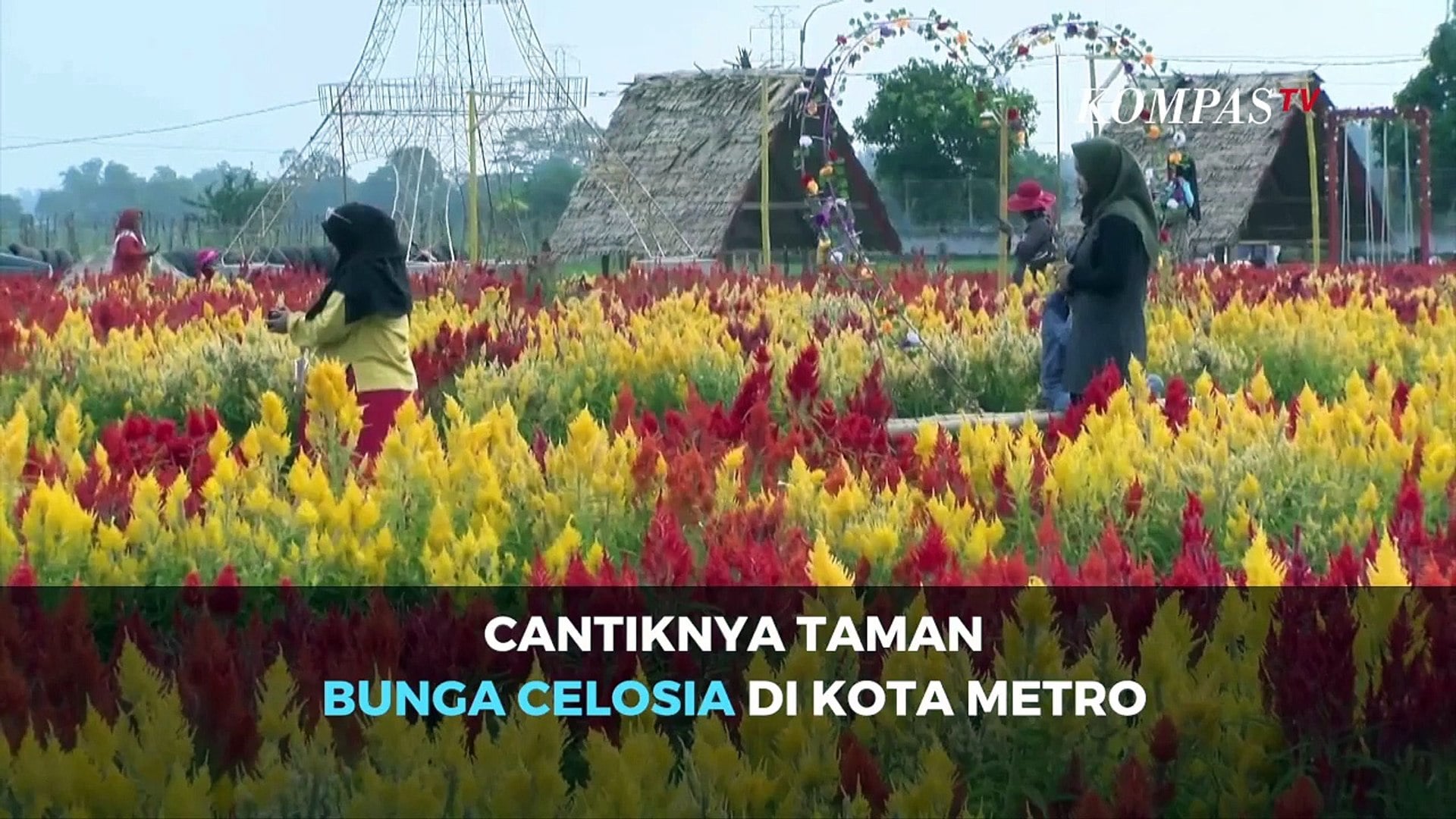43 Inspirasi Desain Taman Bunga Celosia Metro Terlengkap