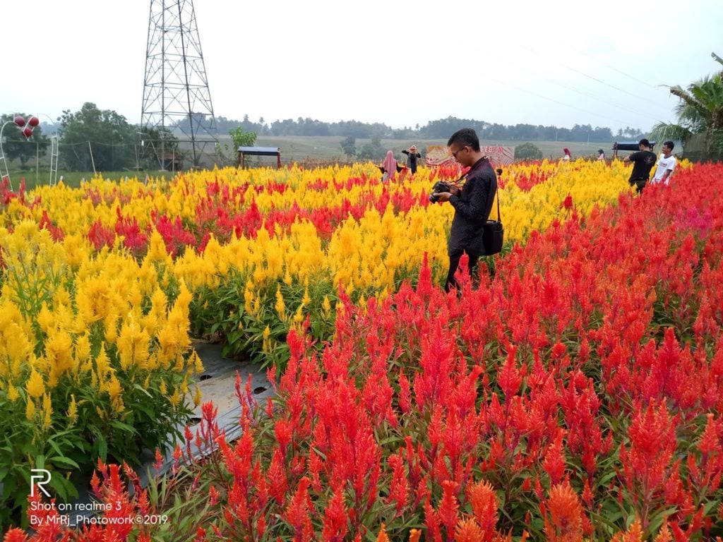 Desain Taman Bunga Celosia Metro