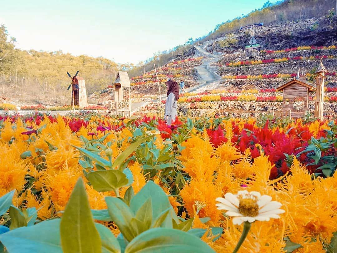 46 Populer Desain Taman Celosia Paling Banyak di Cari