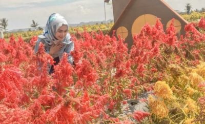 55 Populer Desain Taman Celosia Paling Populer di Dunia