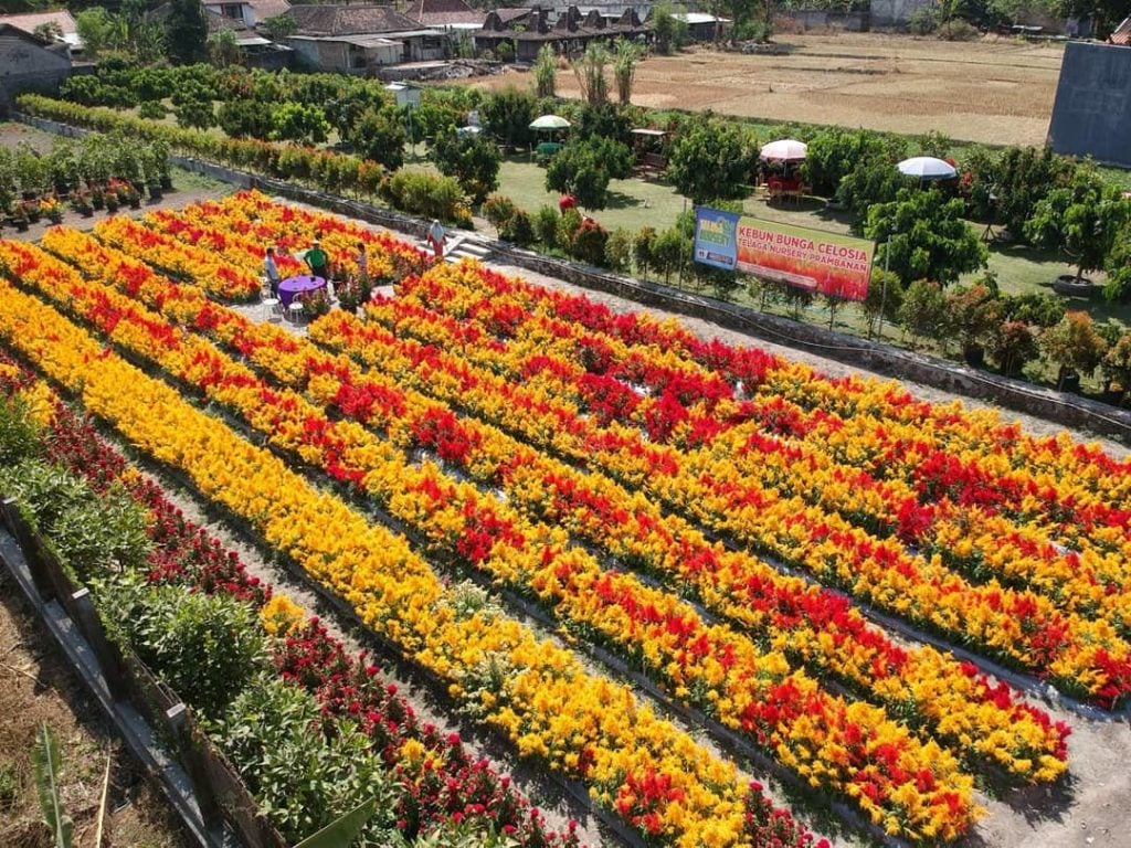 Desain Taman Celosia