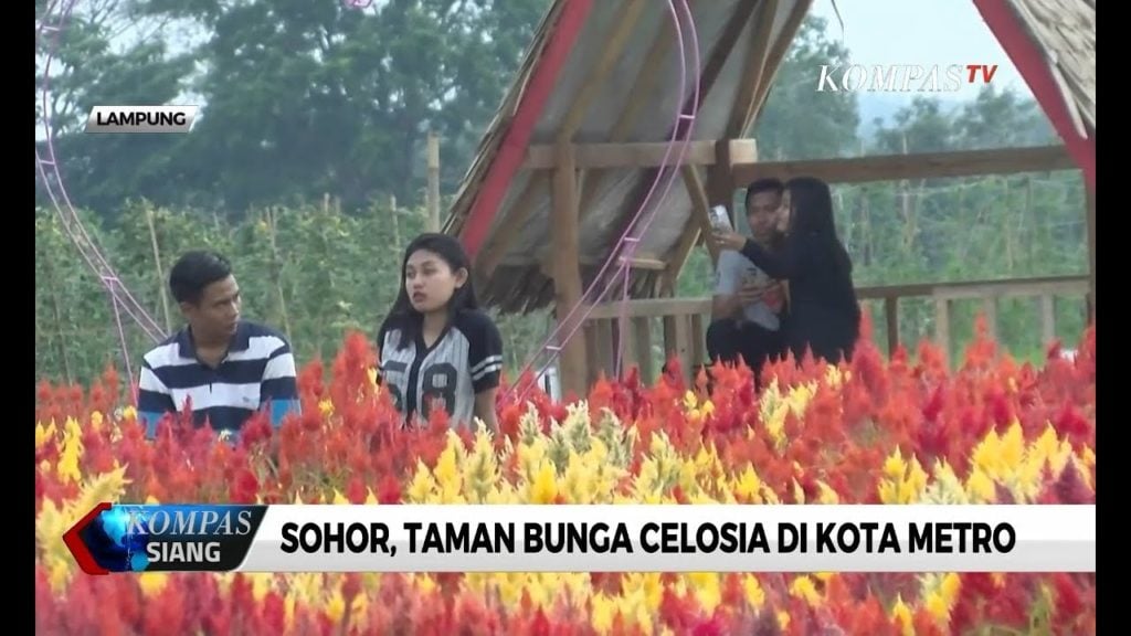 Desain Taman Bunga Celosia Metro