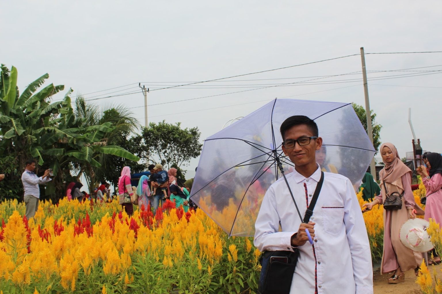 Desain Taman Bunga Celosia Metro