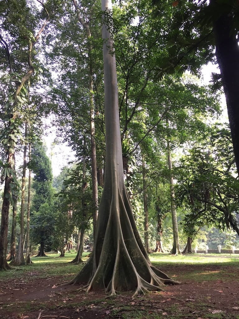 87 Ragam Seni Desain Green Garden Bogor Paling Populer di Dunia